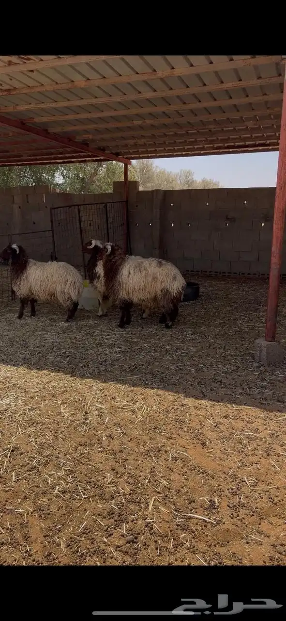 للبيع طليان نعيم 0