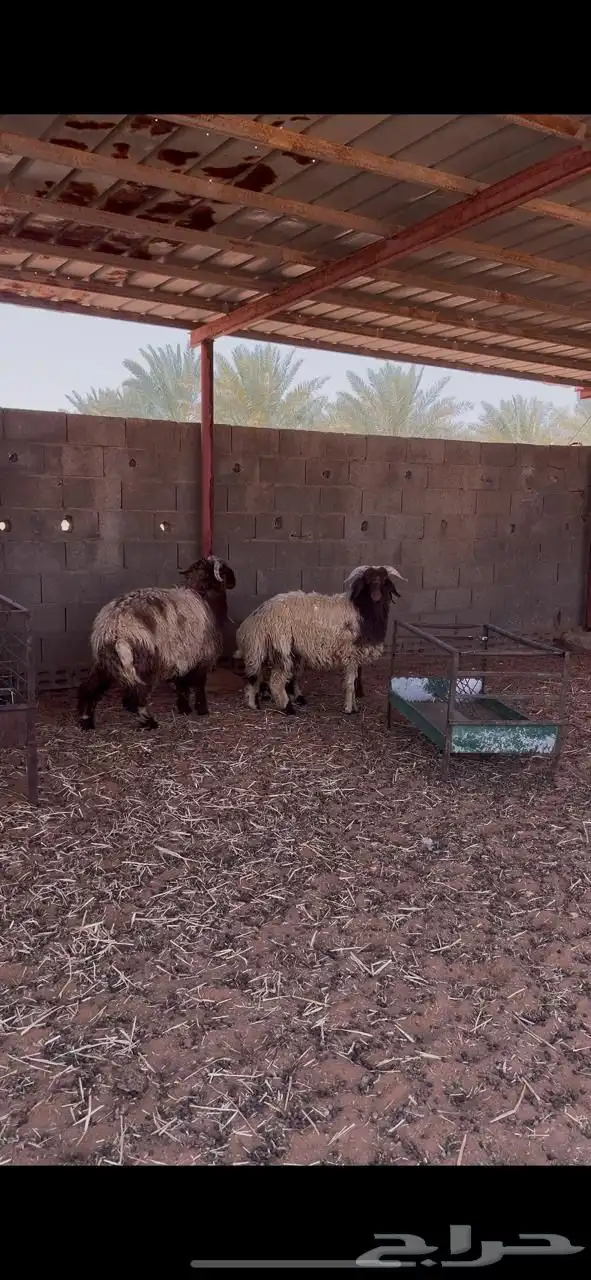 للبيع طليان نعيم 2