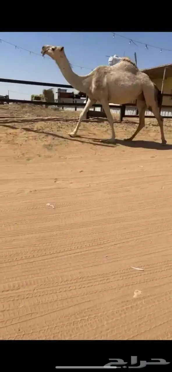 لقحه كفو 2