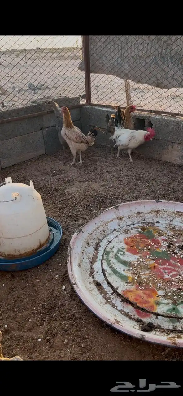دجاج للبيع ثلاث دجاجات وديك 0