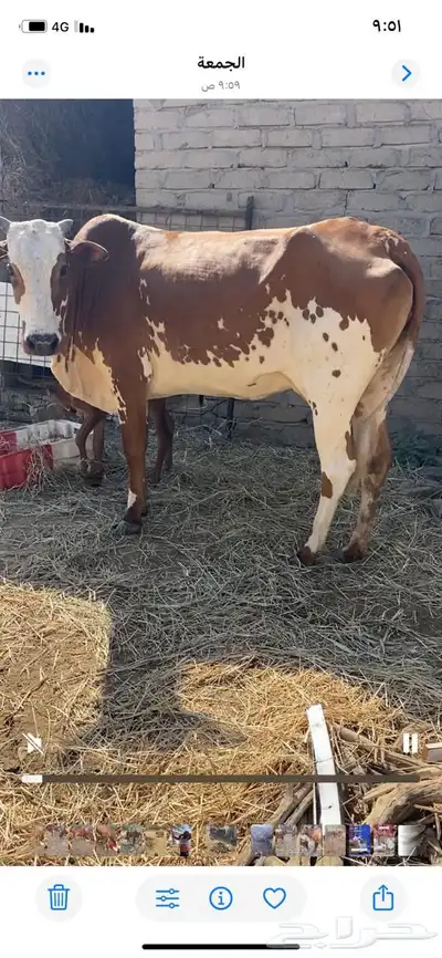 عدد ثلاث بقر index