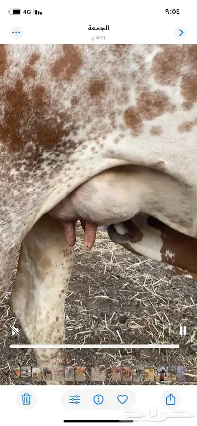 عدد ثلاث بقر index