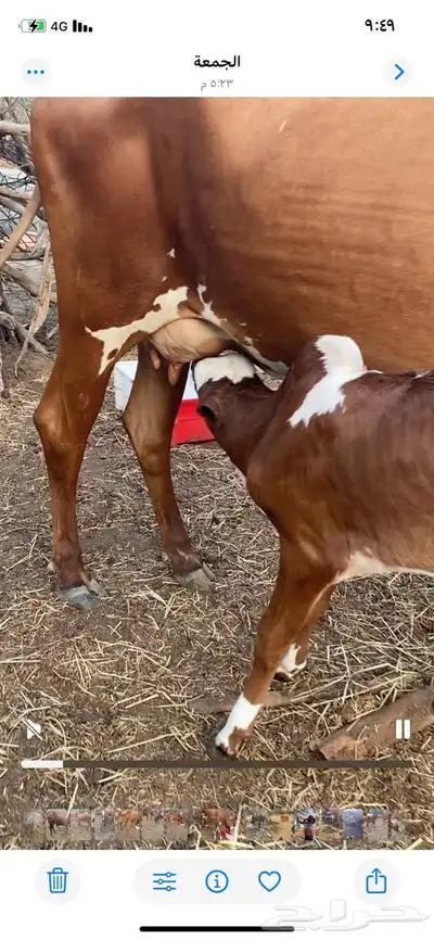 عدد ثلاث بقر index