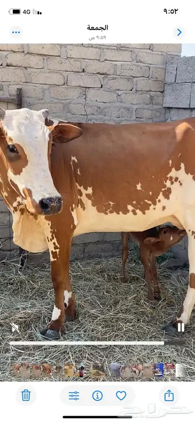 عدد ثلاث بقر index