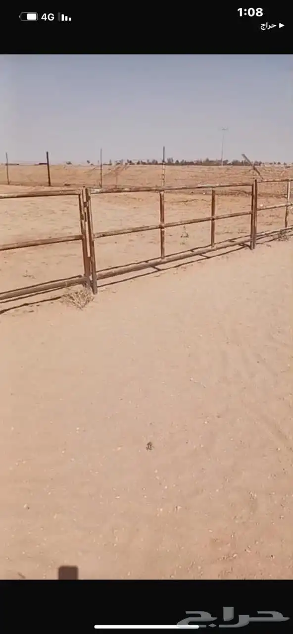 بادوك للخيل وللابل 0