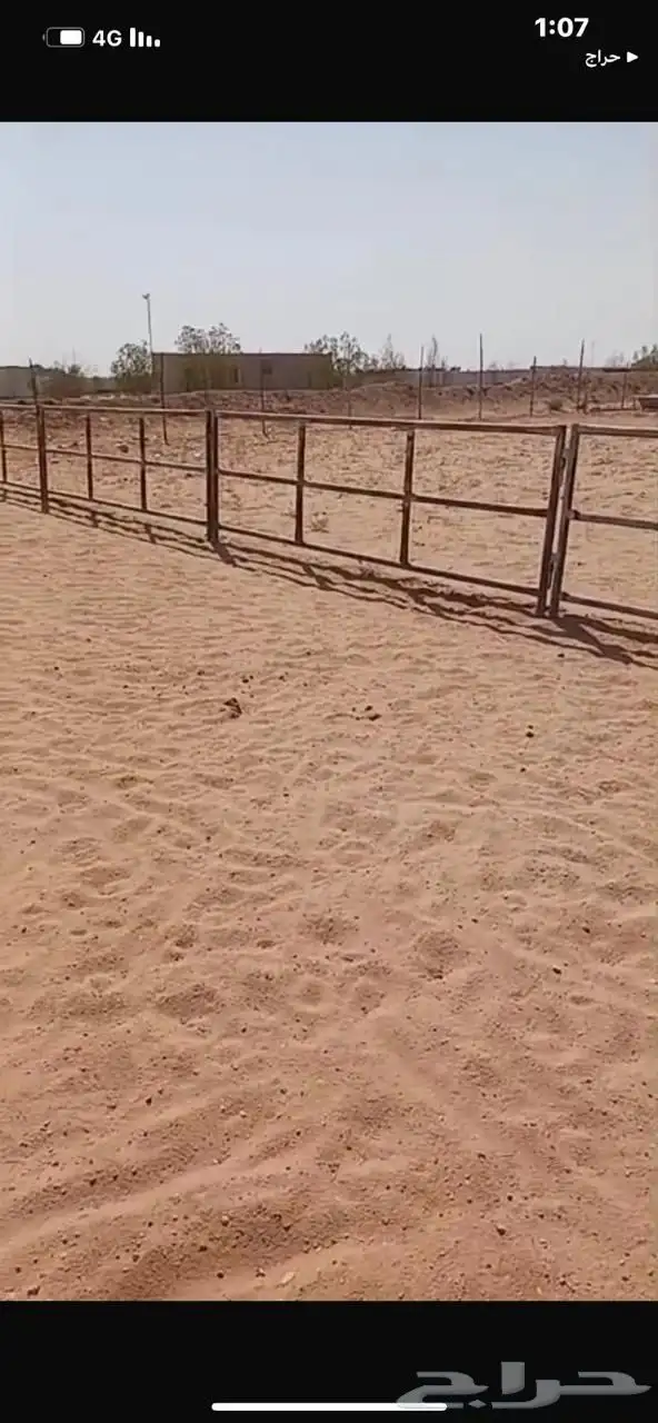 بادوك للخيل وللابل 1