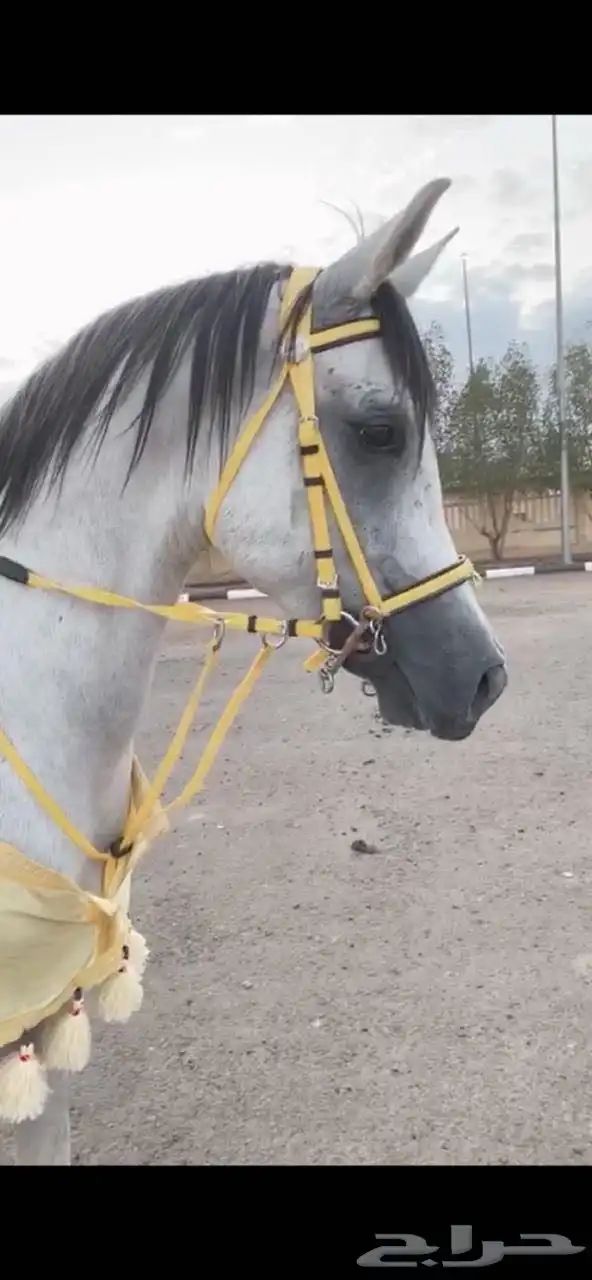 حصان كفو ومشروط 0