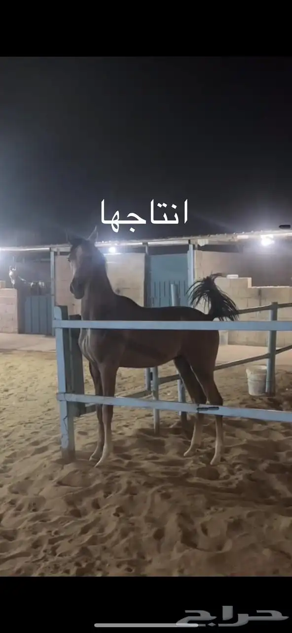 فرس شعبيه من فواخر الشعبيات 1