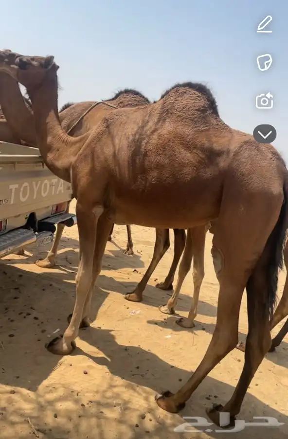 بكار حمر دم منوت القاني لقيا 1
