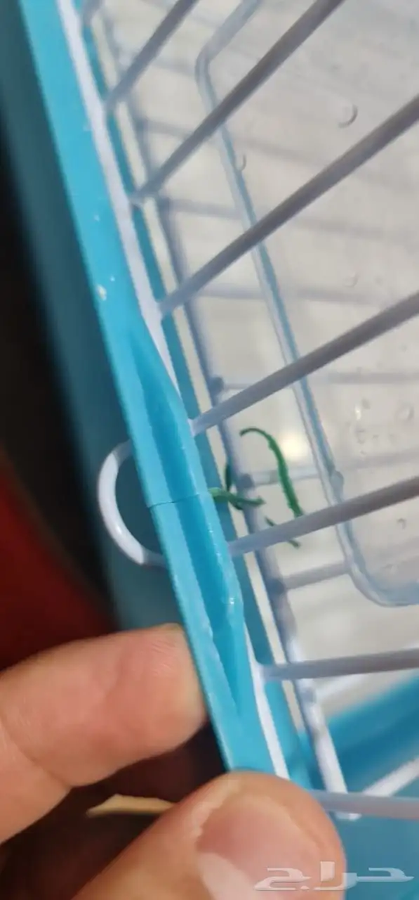 للبيع قفص عصافير كبير كروان روز وحتى للببغائات 6