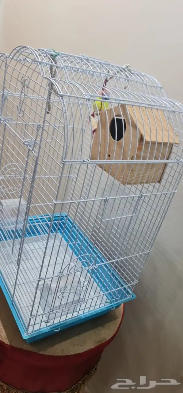 للبيع قفص عصافير كبير كروان روز وحتى للببغائات 0