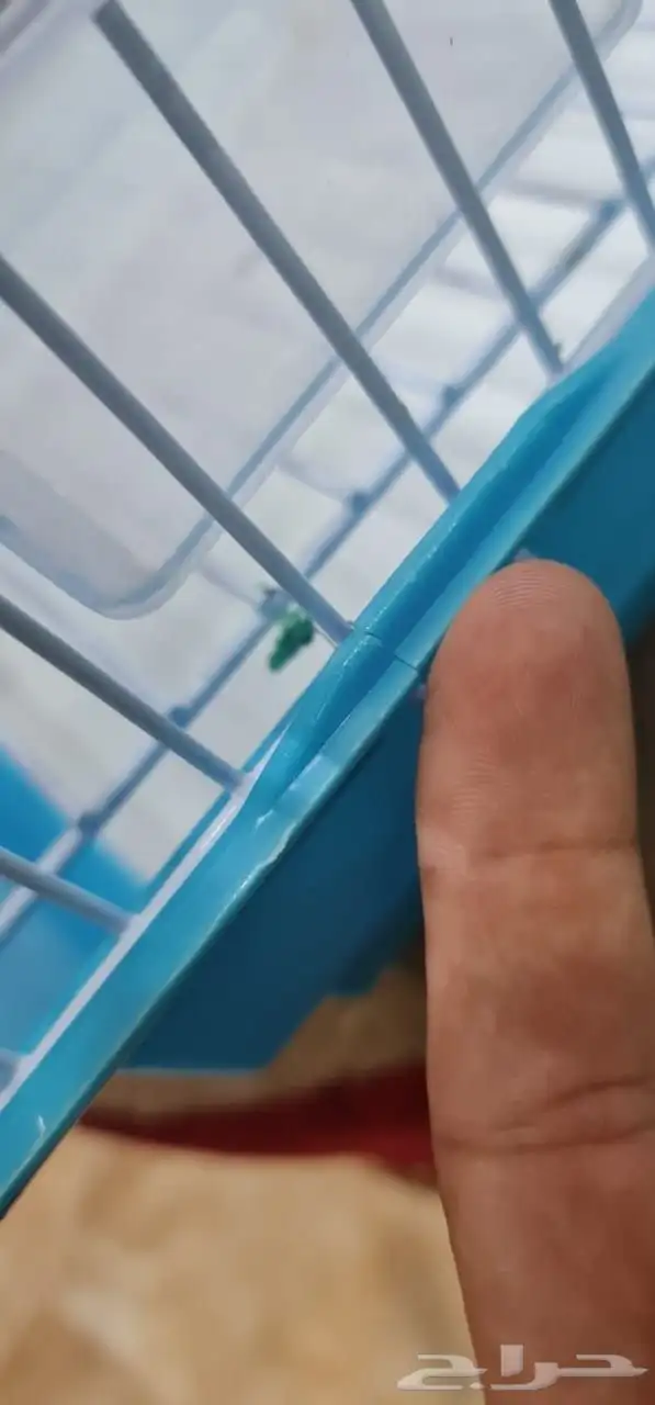 للبيع قفص عصافير كبير كروان روز وحتى للببغائات 5