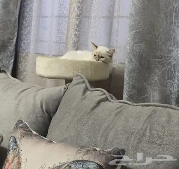 قطة انثى بالدمام عمرها 5 شهور للبيع 2