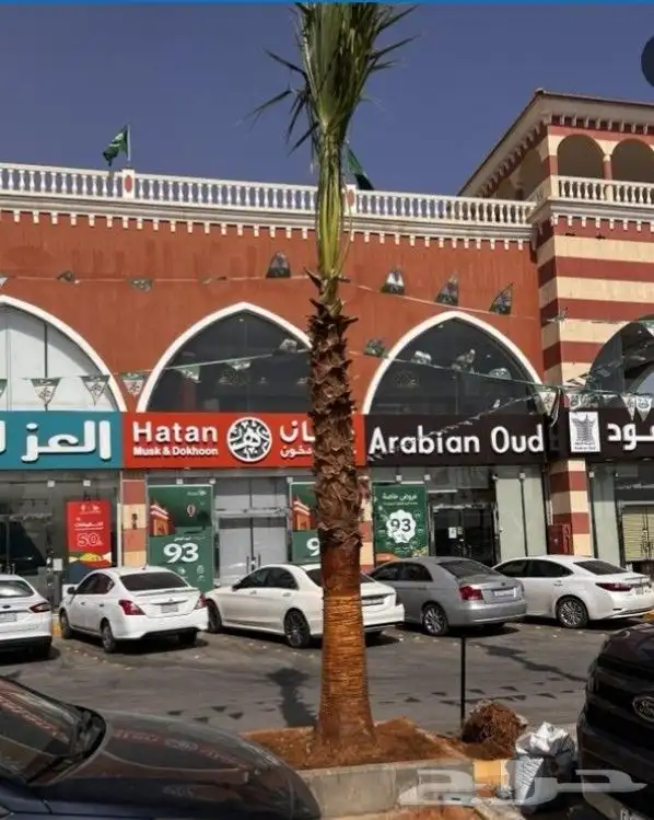 نخل مثمر فاخر نخل واشنطني خلاص سكري صقعي شيشي 5