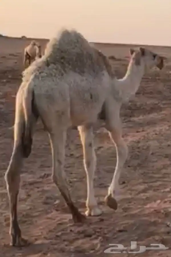 قعود للبيع الموقع الشملي 0