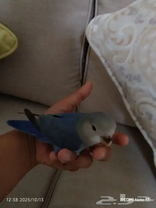 روز روز صحه ما شاء الله عدد خارجي وداخلي ويجيك على طول لكنهل 0