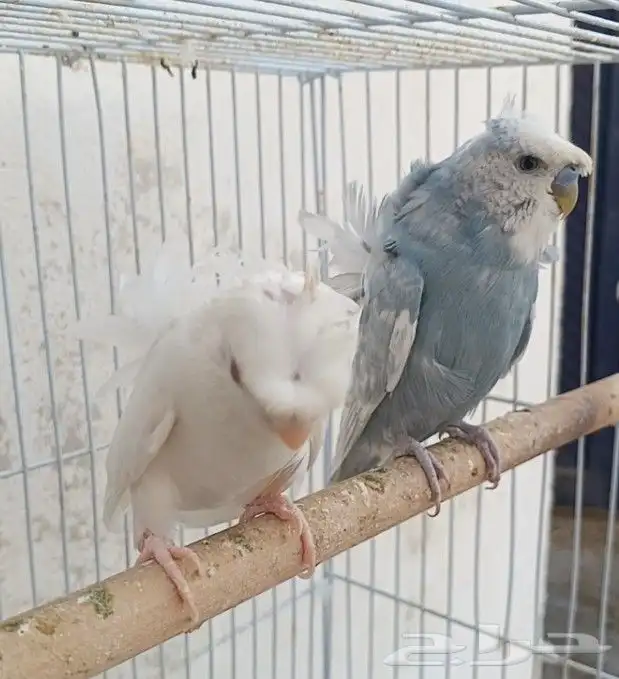 جوز هوقو منتج 13