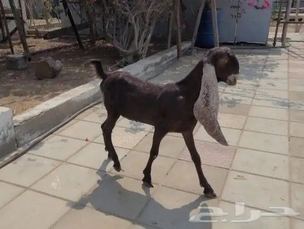 جفره حجازيه لون وجرم وتناسق 14