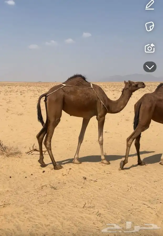 بكار حمر دم منوت القاني لقيا 2
