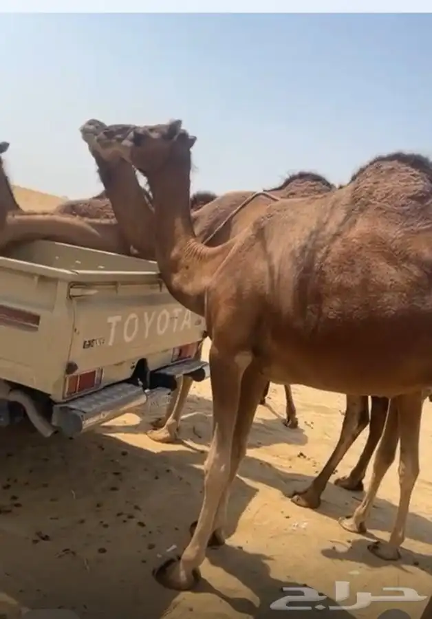 بكار حمر دم منوت القاني لقيا 0