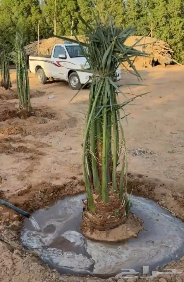 نخل للبيع جميع النواع انخل العربي سكري إخلاص برحي صقعي مجدول 0