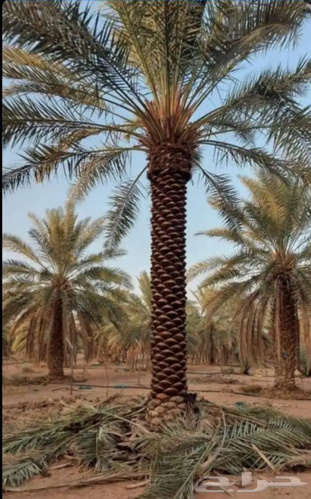 نقوم بتوريد وزراعة جميع انواع النخيل والزيتون والحمضيات 7