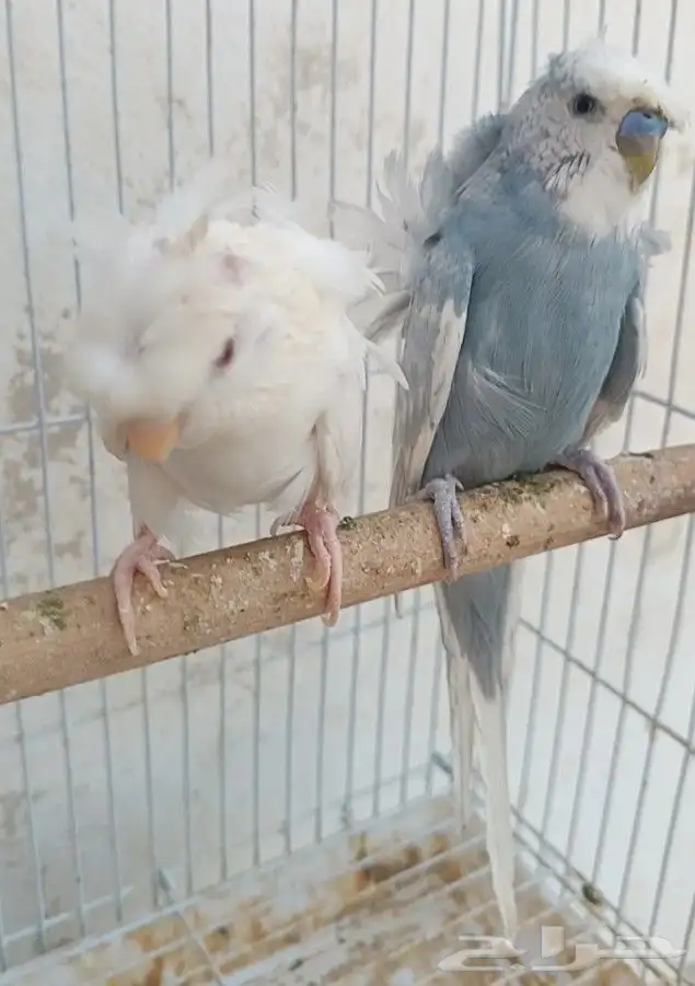 جوز هوقو منتج 4