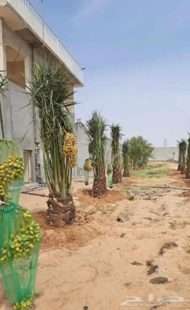 نخل مثمر نقايل فسائل فراخه صقعي إخلاص ونانه دخيني سلج مكتومي 0