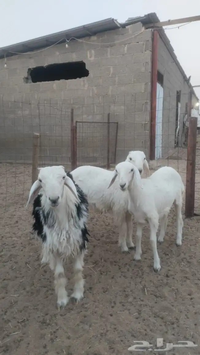 رخلين وطلي 0