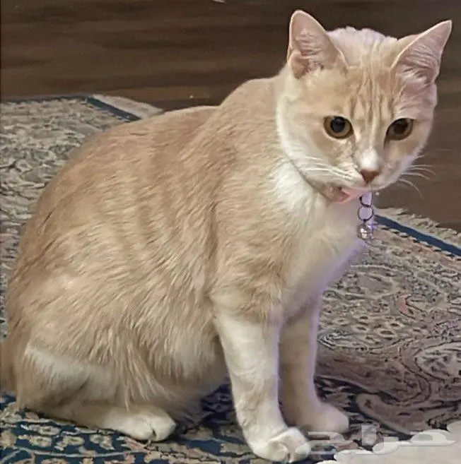 قطه مفقوده 2