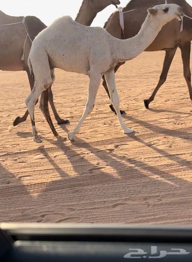للبيع قعود كفو 3