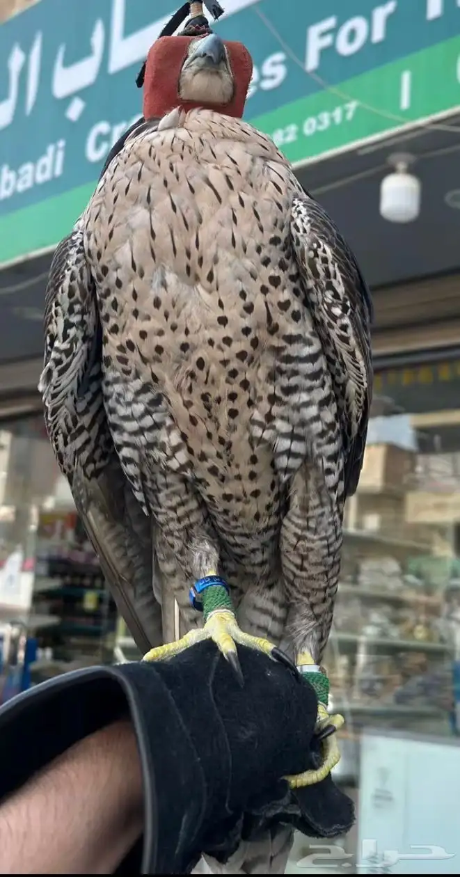 مطلوب طير بسعر 1000 0