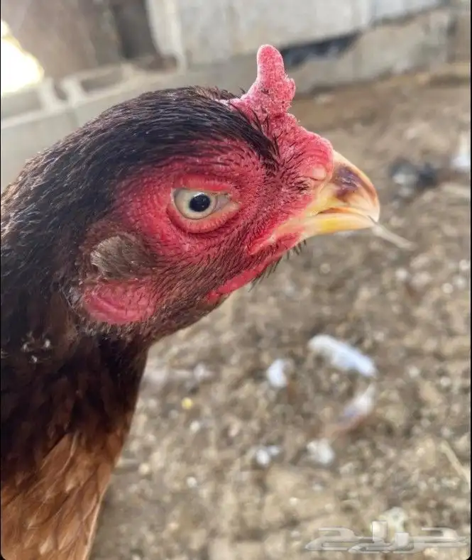 للبيع بيض مستورد باكستاني 0