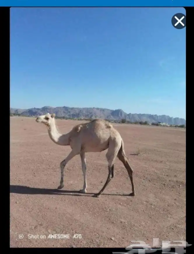 للبيع بكره هجن اصيل من سلاله الشاهين 2