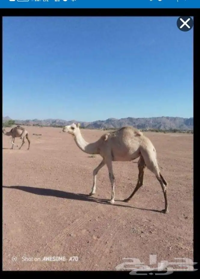 للبيع بكره هجن اصيل من سلاله الشاهين 0