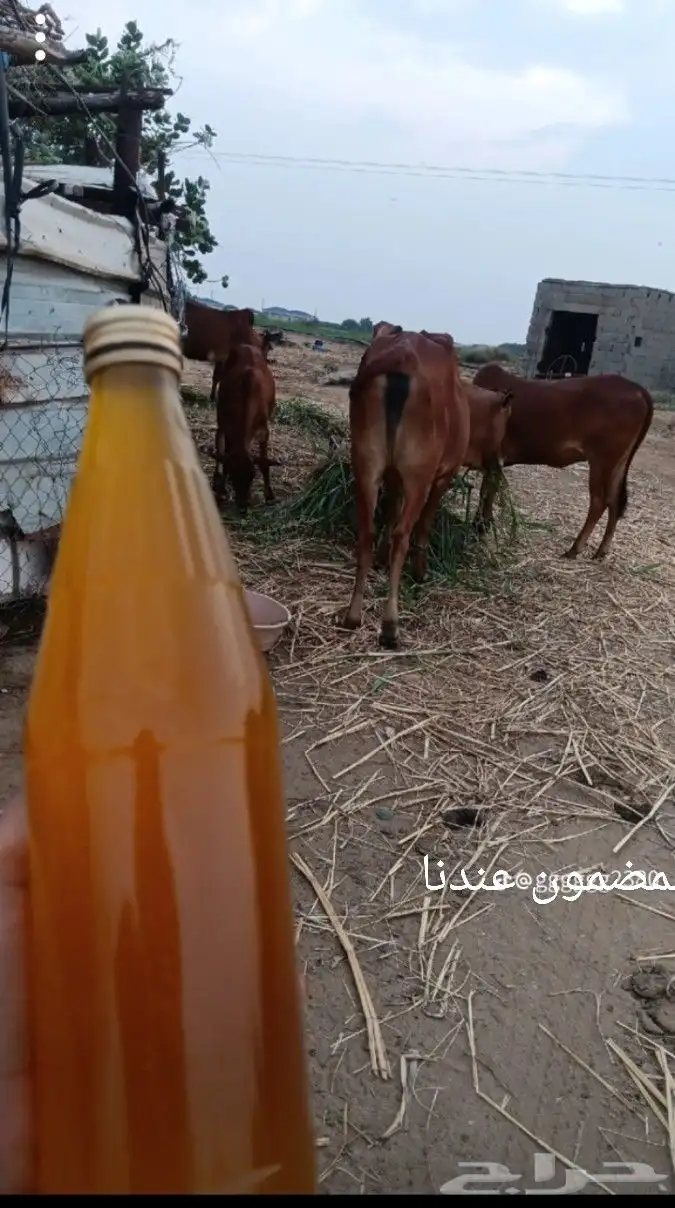 سمن موجود 0