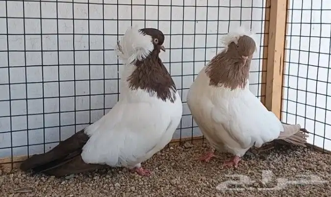 أنثايتين سوداني منتجة ((( تم البيع ))) 1