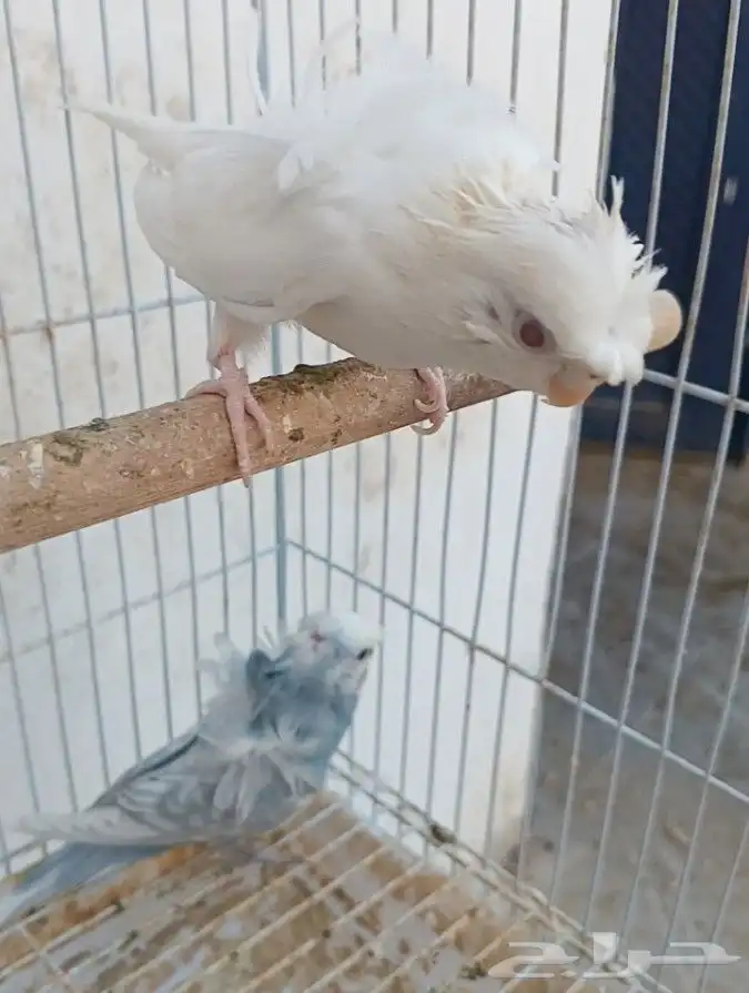 جوز هوقو منتج 7