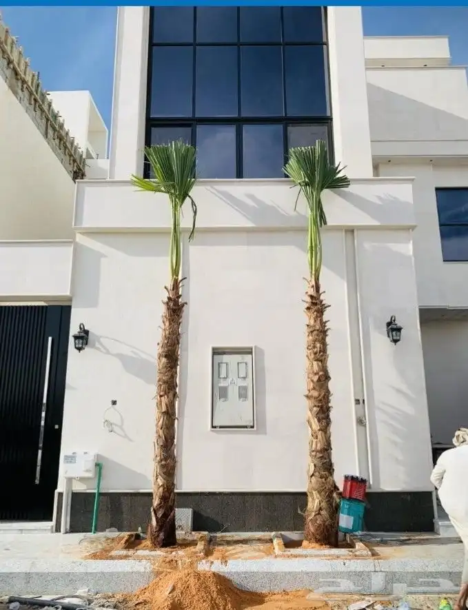 نخل مثمر فاخر نخل واشنطني خلاص سكري صقعي شيشي 6