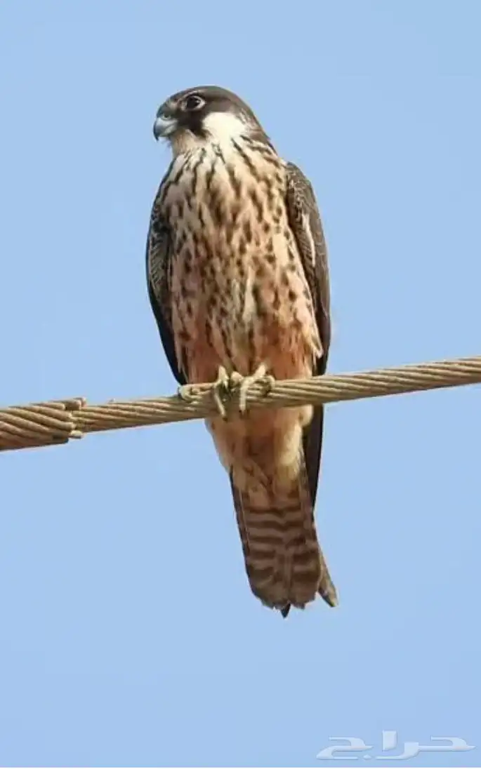 مطلوبب بكه او باز او مارلين اشتريه صاملل 0