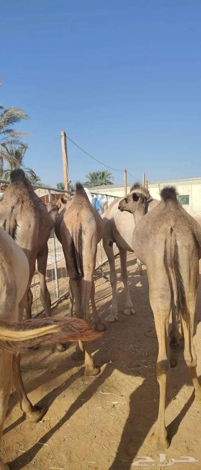 عروض قعدان صومالية مفاريد للجمله 3