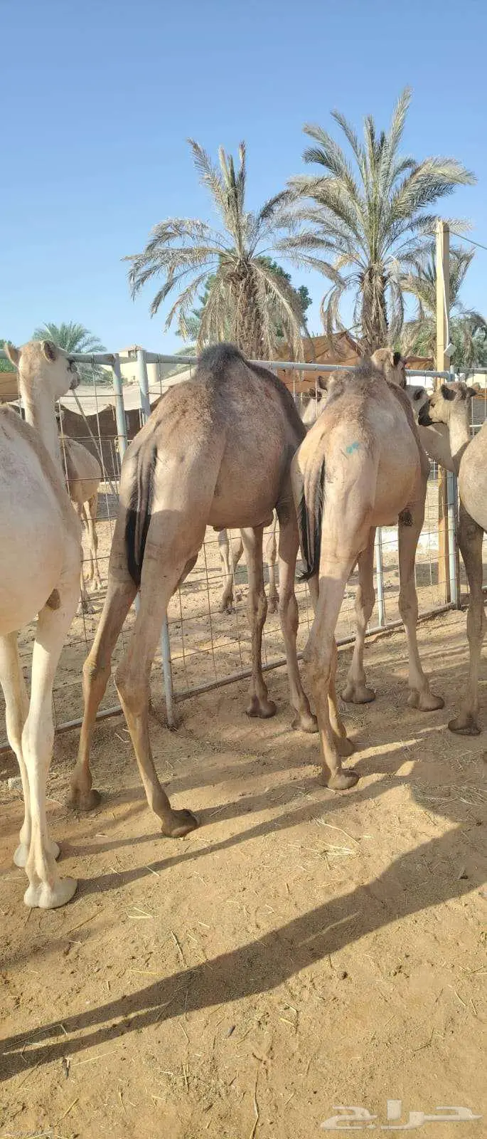 عروض قعدان صومالية مفاريد للجمله 2