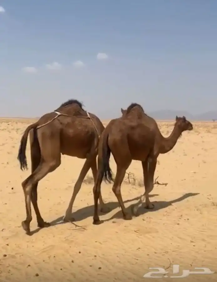 بكار حمر دم منوت القاني لقيا 4