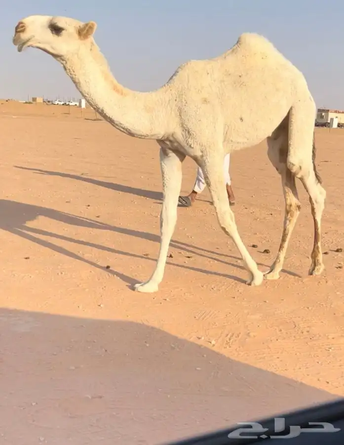 للبيع قعود كفو 0