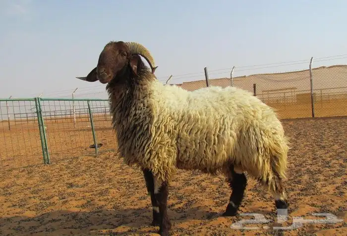 مطلوب فحل نعيمي 0