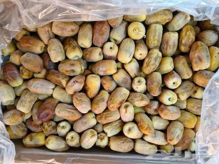 تمر سكري وخلاص ورشودي عضوي الجبيل 9