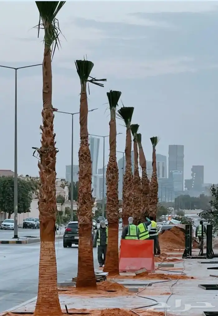 نخيل الرياض نخل واشنطني امريكي زينه ملكي درجه اولى توريدوغرس 0