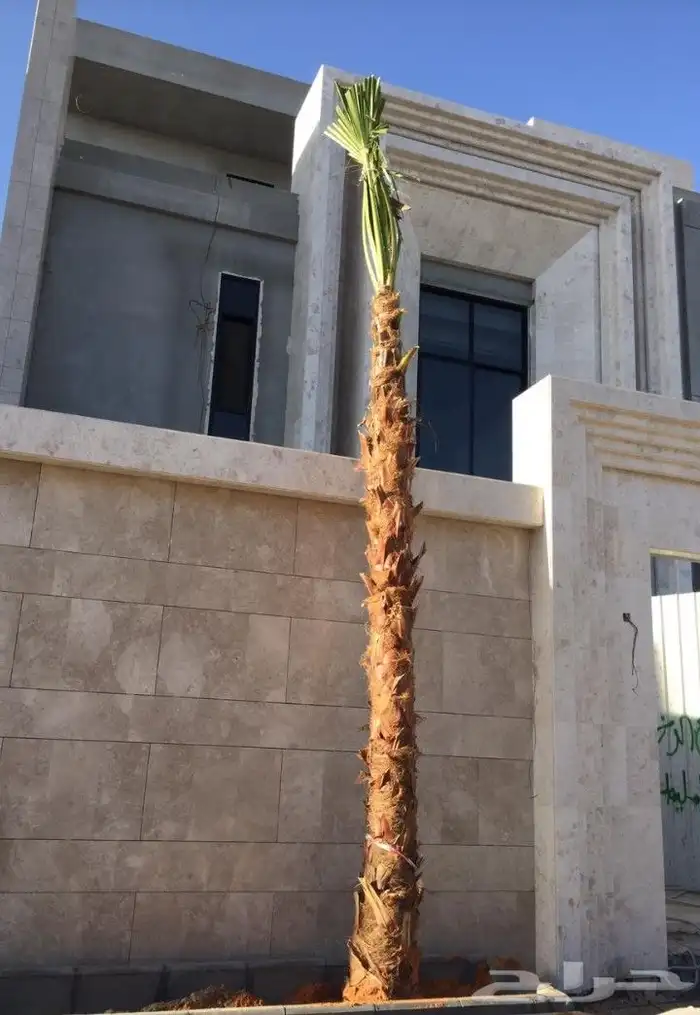 نخل واشنطني زينه جميع المقاسات نخيل واشنطونيا ابو مروحه 3