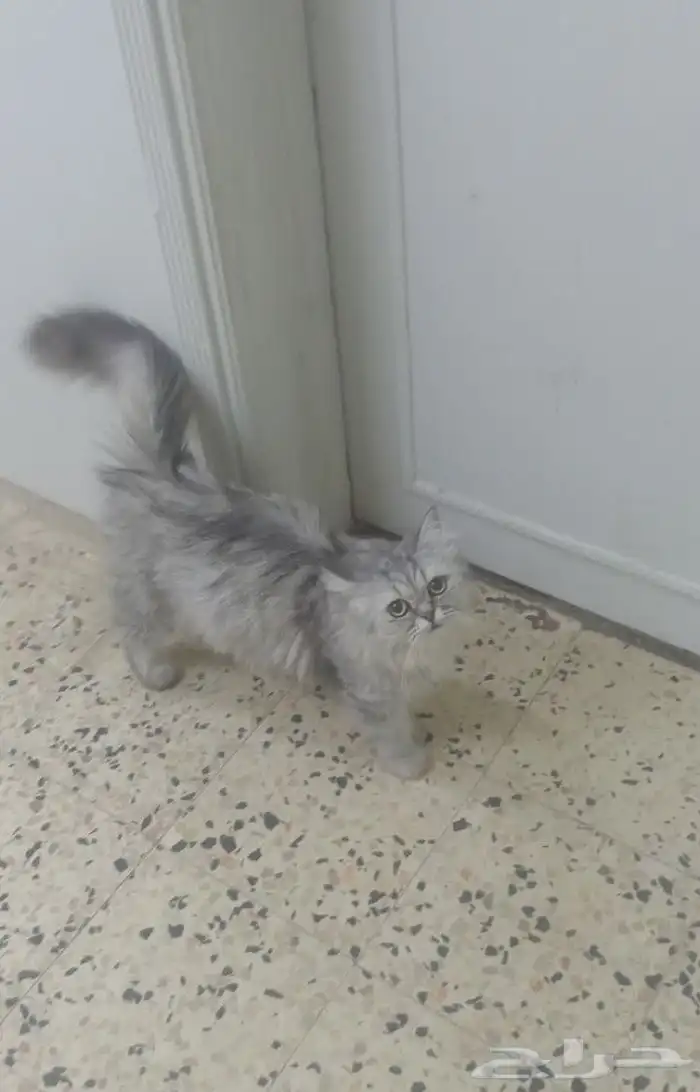 قطوه شرازي اليفه نضيفه جدا العمر7شهور للبيع 0