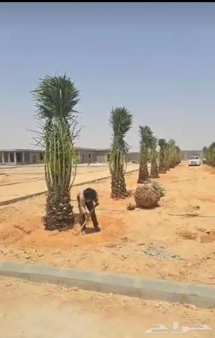 يوجد لدينا جميعا أنوع النخيل المثمر عربي واشنطن 2